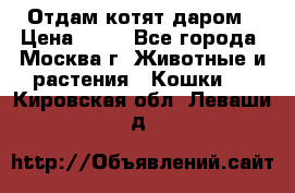 Отдам котят даром › Цена ­ 10 - Все города, Москва г. Животные и растения » Кошки   . Кировская обл.,Леваши д.